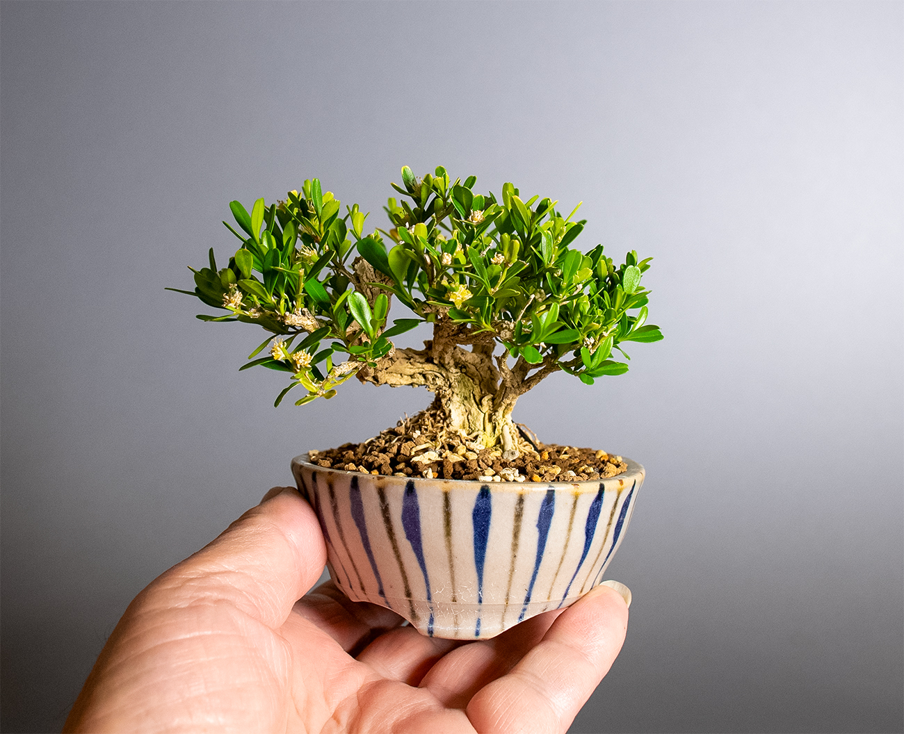 盆栽と國井正子盆栽鉢の販売・通販店のお薦め商品・ベランダで楽しむミニ盆栽・Bonsai and bonsai pots of shop