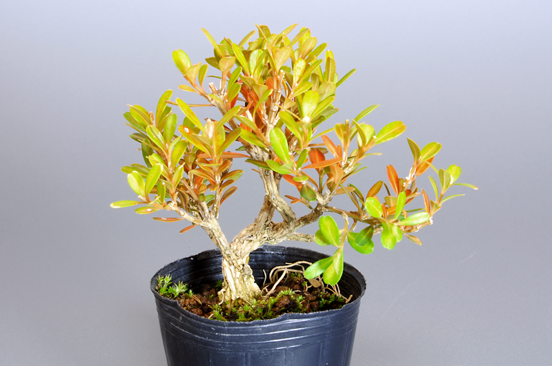 タイワンツゲ-K（たいわんつげ・台湾黄楊）実もの盆栽の販売と育て方・作り方・Buxus microphylla var.japonica bonsai