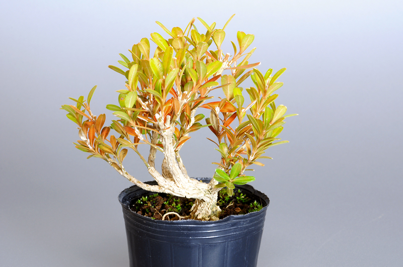 タイワンツゲ-K（たいわんつげ・台湾黄楊）実もの盆栽を裏側から見た景色・Buxus microphylla var.japonica bonsai