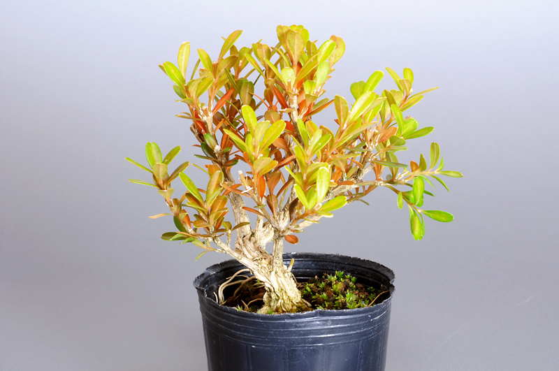 タイワンツゲ-K（たいわんつげ・台湾黄楊）実もの盆栽を左側から見た景色・Buxus microphylla var.japonica bonsai