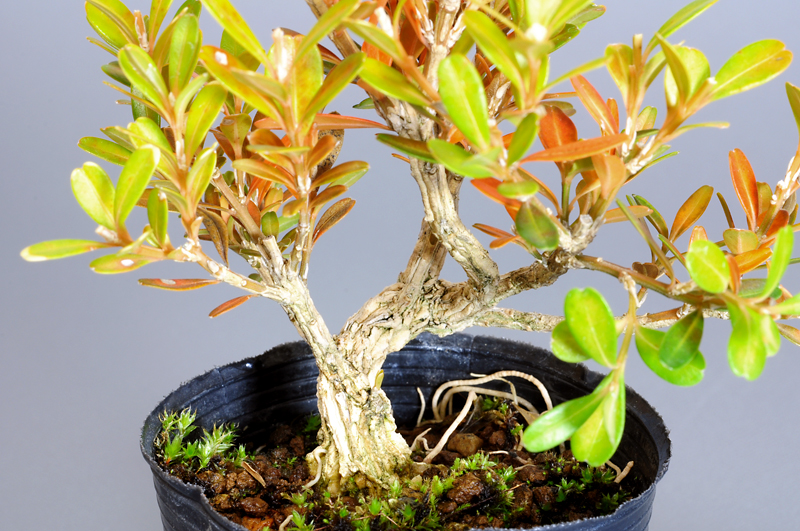 タイワンツゲ-K（たいわんつげ・台湾黄楊）実もの盆栽の拡大して見た景色・Buxus microphylla var.japonica bonsai