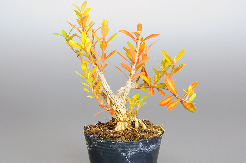 タイワンツゲL（たいわんつげ・台湾黄楊・ツゲ・つげ・柘植）実もの盆栽の販売と育て方・作り方・Buxus microphylla var.japonica bonsai