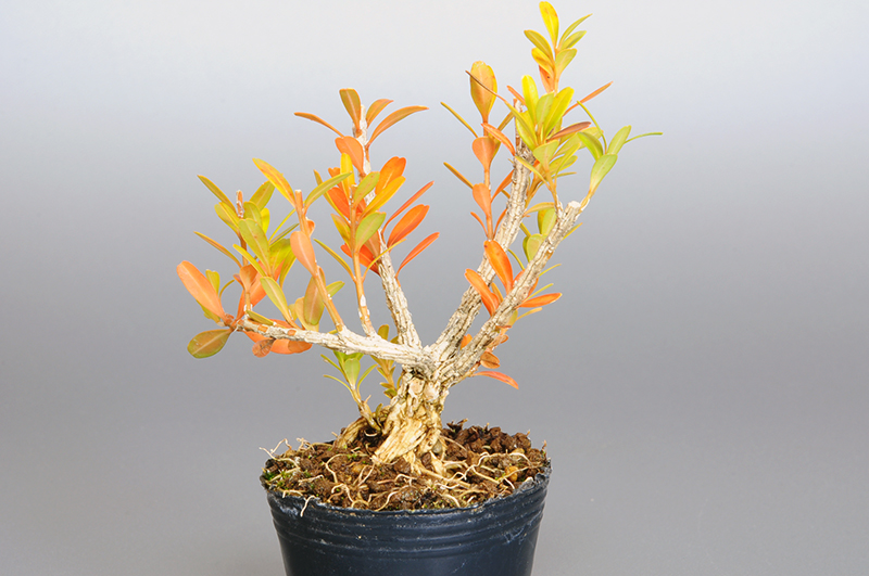 タイワンツゲL（たいわんつげ・台湾黄楊・ツゲ・つげ・柘植）実もの盆栽を裏側から見た景色・Buxus microphylla var.japonica bonsai