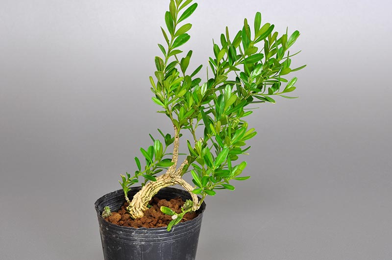 タイワンツゲ-M（たいわんつげ・台湾黄楊）実もの盆栽の販売と育て方・作り方・Buxus microphylla var.japonica bonsai