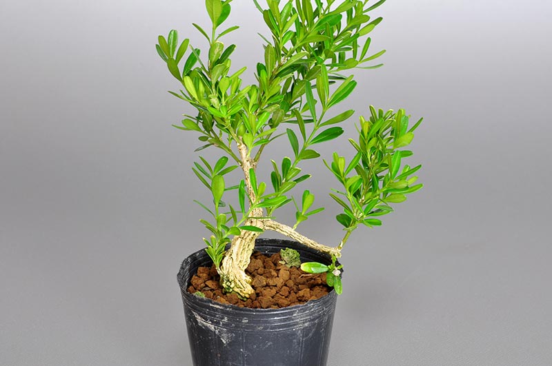 タイワンツゲ-M（たいわんつげ・台湾黄楊）実もの盆栽を左側から見た景色・Buxus microphylla var.japonica bonsai