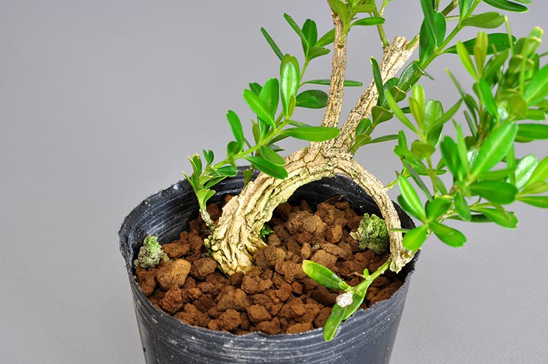 タイワンツゲ-M（たいわんつげ・台湾黄楊）実もの盆栽を拡大して見た景色・Buxus microphylla var.japonica bonsai