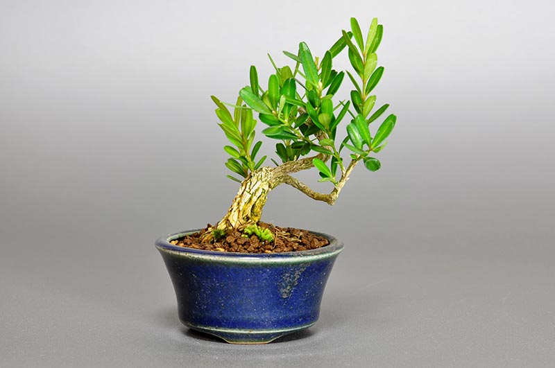 タイワンツゲN（たいわんつげ・台湾黄楊）実もの盆栽の販売と育て方・作り方・Buxus microphylla var.japonica bonsai