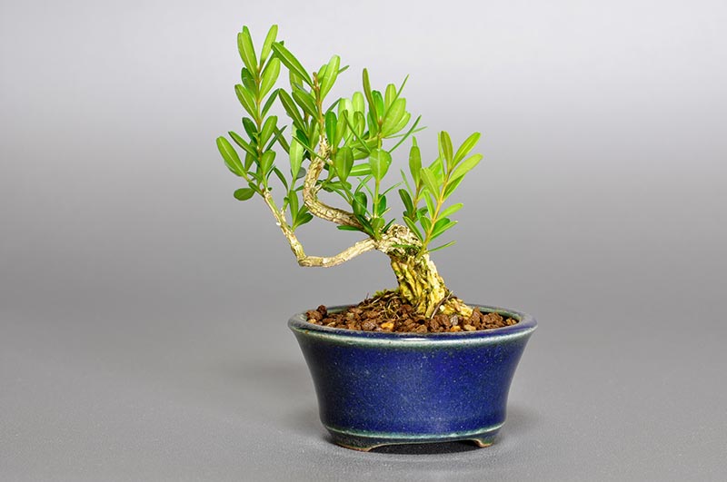 ミニ盆栽・タイワンツゲN（たいわんつげ・台湾黄楊）実もの盆栽を裏側から見た景色・Buxus microphylla var.japonica bonsai