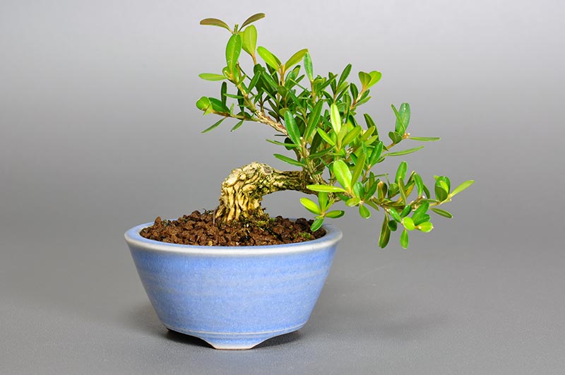 タイワンツゲO（たいわんつげ・台湾黄楊）実もの盆栽の販売と育て方・作り方・Buxus microphylla var.japonica bonsai