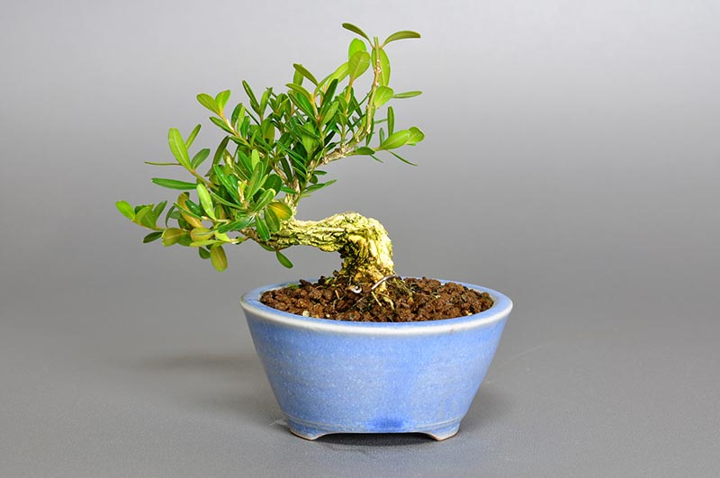 ミニ盆栽・タイワンツゲO（たいわんつげ・台湾黄楊）実もの盆栽を裏側から見た景色・Buxus microphylla var.japonica bonsai