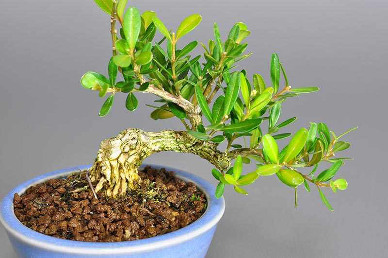 ミニ盆栽・タイワンツゲO（たいわんつげ・台湾黄楊）実もの盆栽を拡大して見た景色・Buxus microphylla var.japonica bonsai