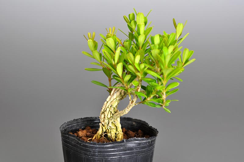 ミニ盆栽・タイワンツゲP（たいわんつげ・台湾黄楊）実もの盆栽を裏側から見た景色・Buxus microphylla var.japonica bonsai