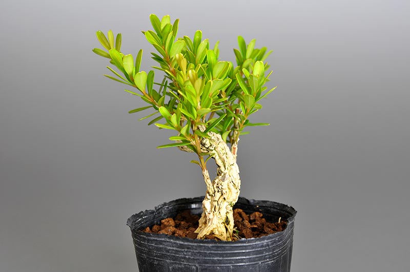 ミニ盆栽・タイワンツゲP（たいわんつげ・台湾黄楊）実もの盆栽を右側から見た景色・Buxus microphylla var.japonica bonsai