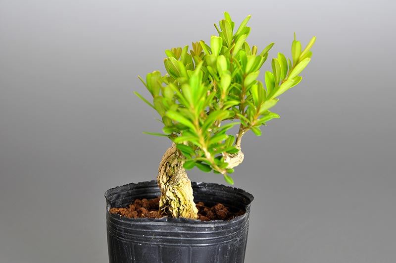 ミニ盆栽・タイワンツゲP（たいわんつげ・台湾黄楊）実もの盆栽を左側から見た景色・Buxus microphylla var.japonica bonsai