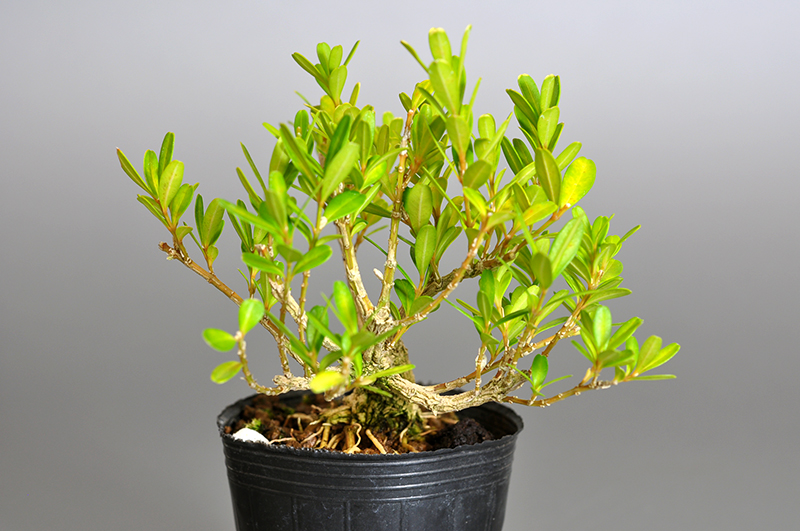 ミニ盆栽・タイワンツゲ-Q-1(たいわんつげ・台湾黄楊・ツゲ・つげ・柘植)実もの盆栽を右側から見た景色・Buxus microphylla var.japonica bonsai