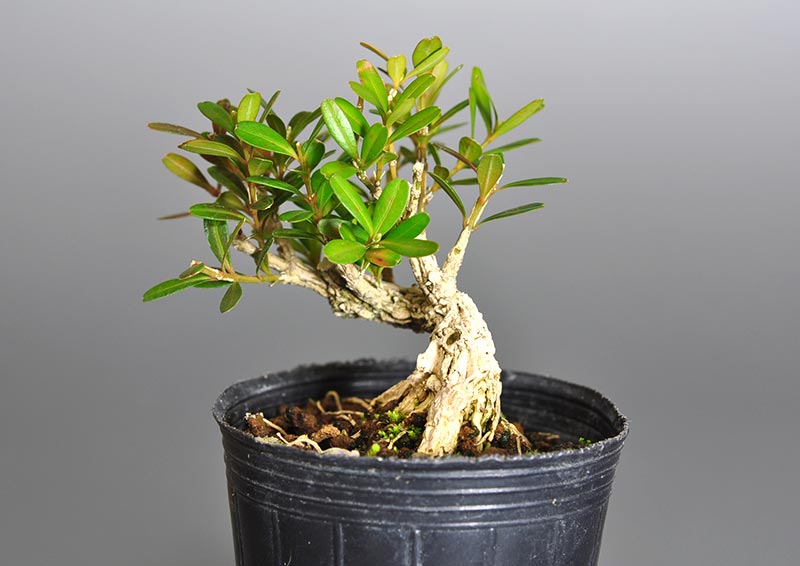 ミニ盆栽・タイワンツゲT（たいわんつげ・台湾黄楊）実もの盆栽を右側から見た景色・Buxus microphylla var.japonica bonsai