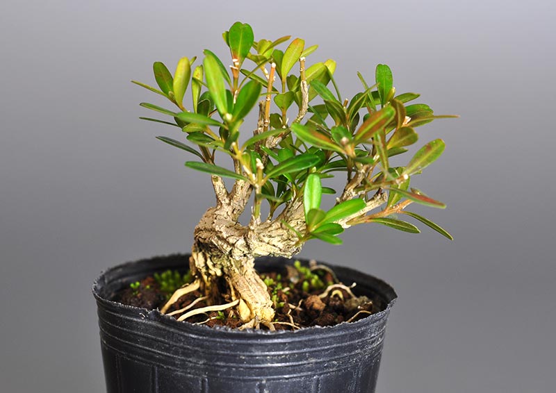 ミニ盆栽・タイワンツゲT（たいわんつげ・台湾黄楊）実もの盆栽を左側から見た景色・Buxus microphylla var.japonica bonsai