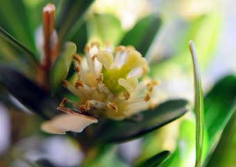 タイワンツゲ（たいわんつげ・台湾黄楊・柘植）盆栽の樹作りの雌花・Buxus microphylla var.japonicaBest bonsai