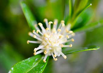 タイワンツゲ（たいわんつげ・台湾黄楊・柘植）盆栽の樹作りの雄花・Buxus microphylla var.japonica Best bonsai