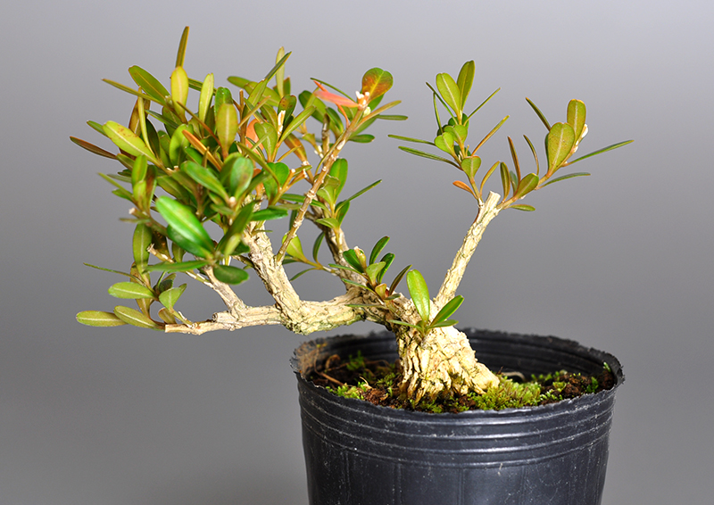 タイワンツゲU（たいわんつげ・台湾黄楊・ツゲ・つげ・柘植）実もの盆栽を裏側から見た景色・Buxus microphylla var.japonica bonsai