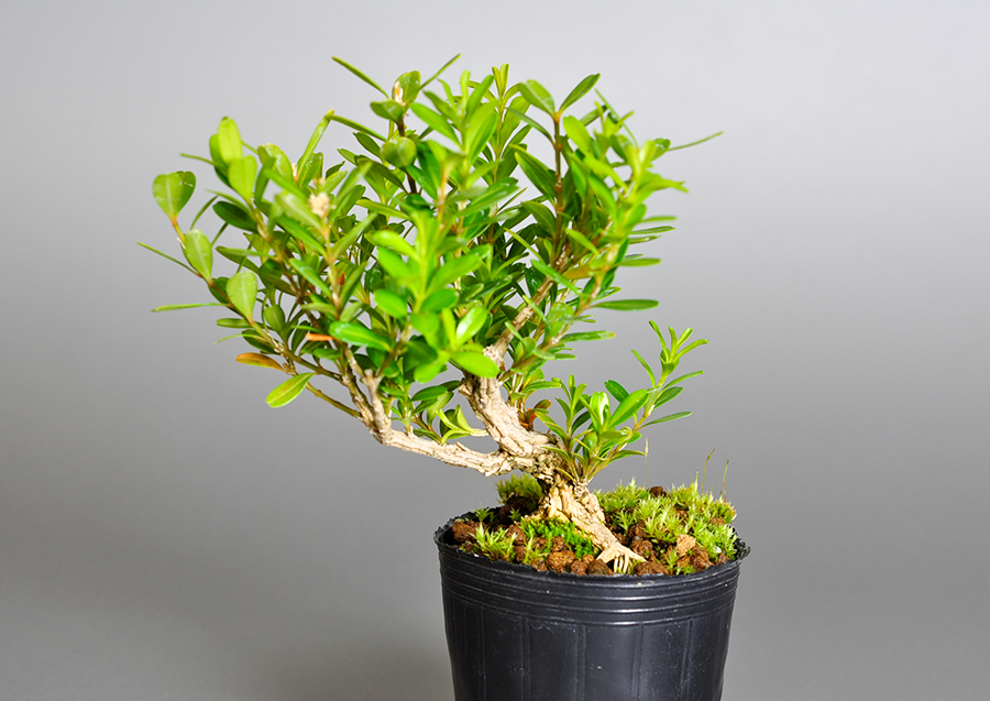 タイワンツゲ-W（たいわんつげ・台湾黄楊）実もの盆栽の販売と育て方・作り方・Buxus microphylla var.japonica bonsai
