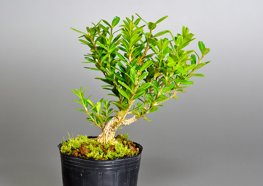 タイワンツゲ-W（たいわんつげ・台湾黄楊）実もの盆栽を裏側から見た景色・Buxus microphylla var.japonica bonsai