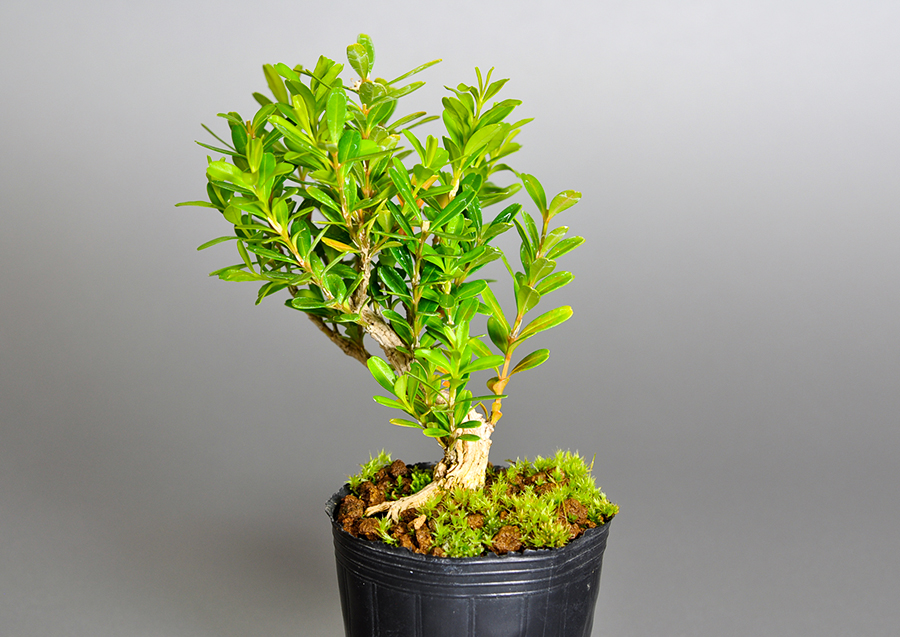 タイワンツゲ-W（たいわんつげ・台湾黄楊）実もの盆栽を右側から見た景色・Buxus microphylla var.japonica bonsai