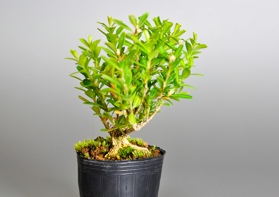 タイワンツゲ-W（たいわんつげ・台湾黄楊）実もの盆栽を左側から見た景色・Buxus microphylla var.japonica bonsai