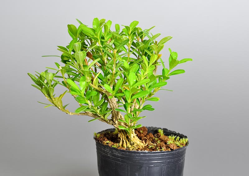 タイワンツゲX-1（たいわんつげ・台湾黄楊・ツゲ・つげ・柘植）実もの盆栽を裏側から見た景色・Buxus microphylla var. japonica bonsai photo