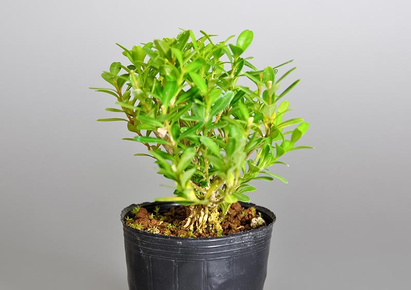 タイワンツゲX-1（たいわんつげ・台湾黄楊・ツゲ・つげ・柘植）実もの盆栽を右側から見た景色・Buxus microphylla var. japonica bonsai photo