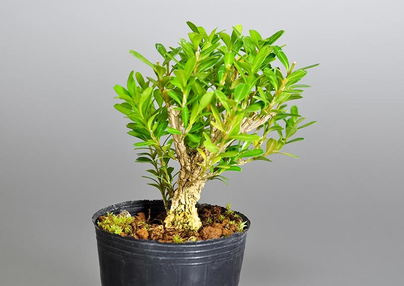 タイワンツゲX-1（たいわんつげ・台湾黄楊・ツゲ・つげ・柘植）実もの盆栽を左側から見た景色・Buxus microphylla var. japonica bonsai photo