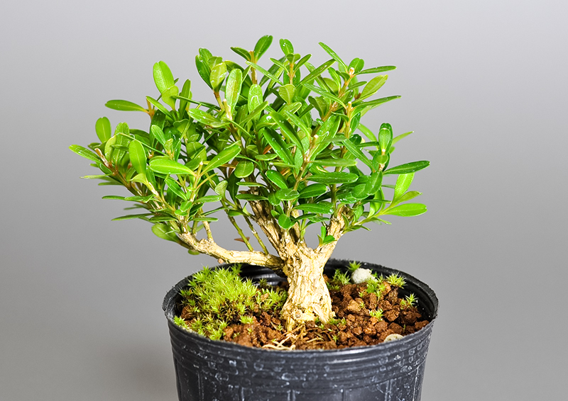 タイワンツゲ-Y（たいわんつげ・台湾黄楊）実もの盆栽を右側から見た景色・Buxus microphylla var.japonica bonsai