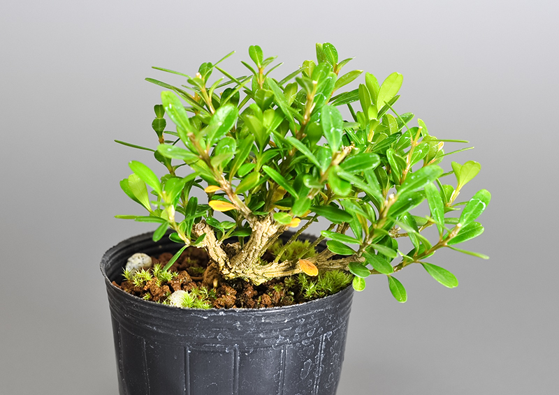 タイワンツゲ-Y（たいわんつげ・台湾黄楊）実もの盆栽を左側から見た景色・Buxus microphylla var.japonica bonsai