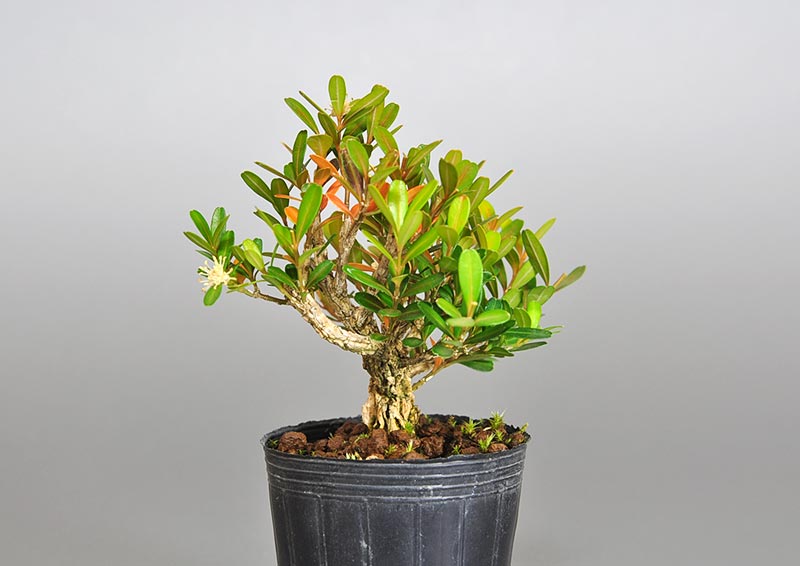 タイワンツゲ-Z（たいわんつげ・台湾黄楊）実もの盆栽を右側から見た景色・Buxus microphylla var.japonica bonsai