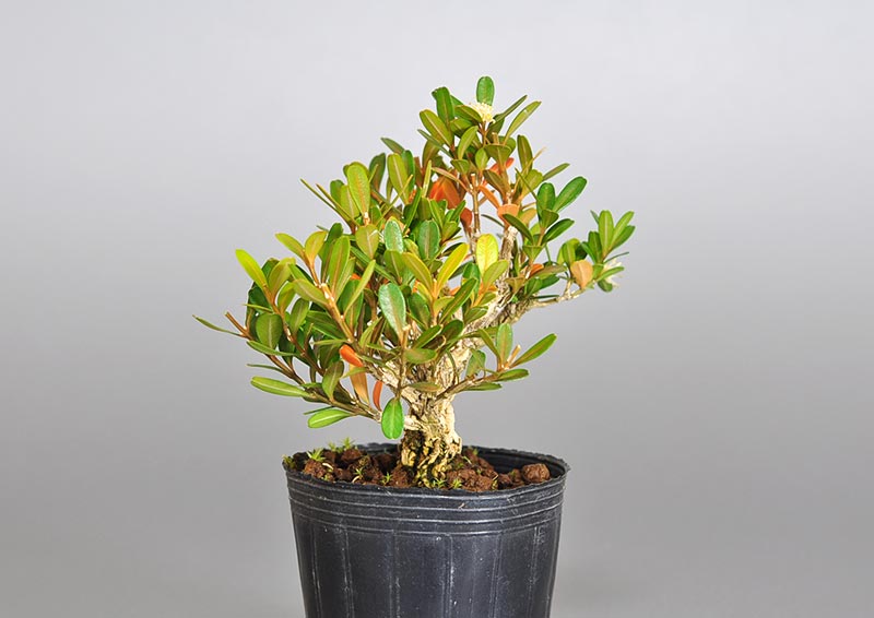 ミニ盆栽・タイワンツゲZ（たいわんつげ・台湾黄楊）実もの盆栽を左側から見た景色・Buxus microphylla var.japonica bonsai
