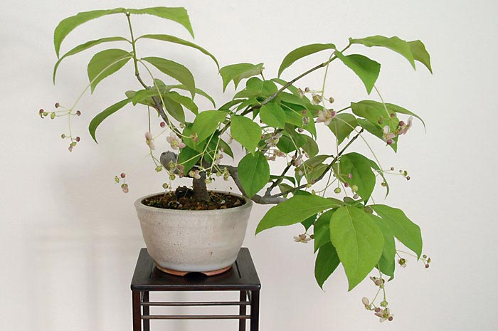 ツリバナA-1（つりばな・吊花）実もの盆栽の販売と育て方・作り方・Euonymus oxyphyllus bonsai bonsai