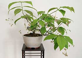 盆栽・ツリバナA（つりばな・吊花）実もの盆栽の更新記録-1・Euonymus oxyphyllus bonsai bonsai