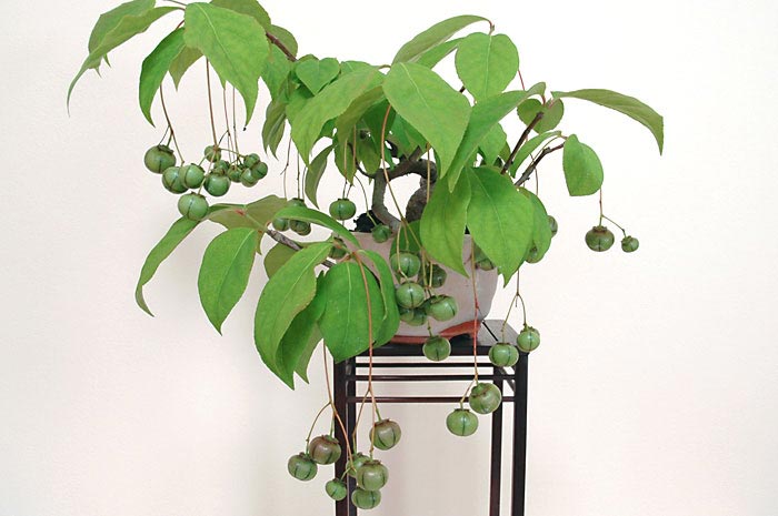 ツリバナA-2（つりばな・吊花）実もの盆栽の販売と育て方・作り方・Euonymus oxyphyllus bonsai bonsai