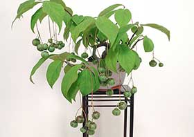 盆栽・ツリバナA（つりばな・吊花）実もの盆栽の更新記録-2・Euonymus oxyphyllus bonsai bonsai