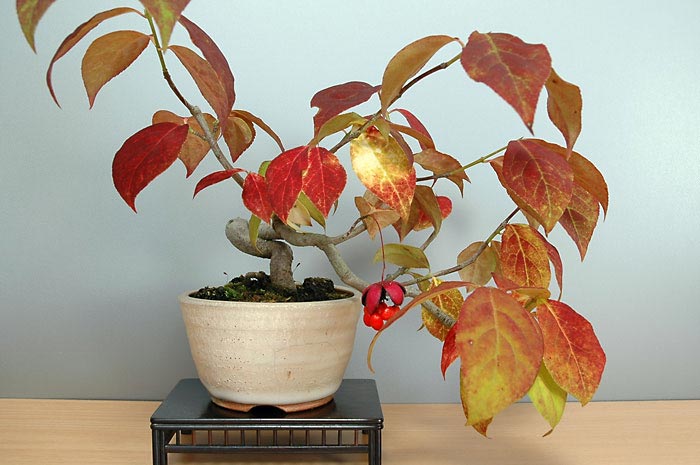 ツリバナA-3（つりばな・吊花）実もの盆栽の販売と育て方・作り方・Euonymus oxyphyllus bonsai bonsai