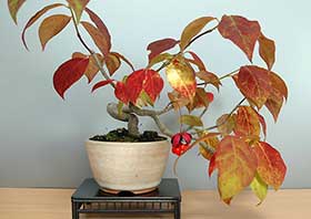 盆栽・ツリバナA（つりばな・吊花）実もの盆栽の更新記録-3・Euonymus oxyphyllus bonsai bonsai