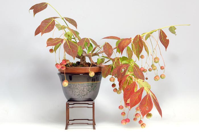 ツリバナA（つりばな・吊花）実もの盆栽の販売と育て方・作り方・Euonymus oxyphyllus bonsai bonsai