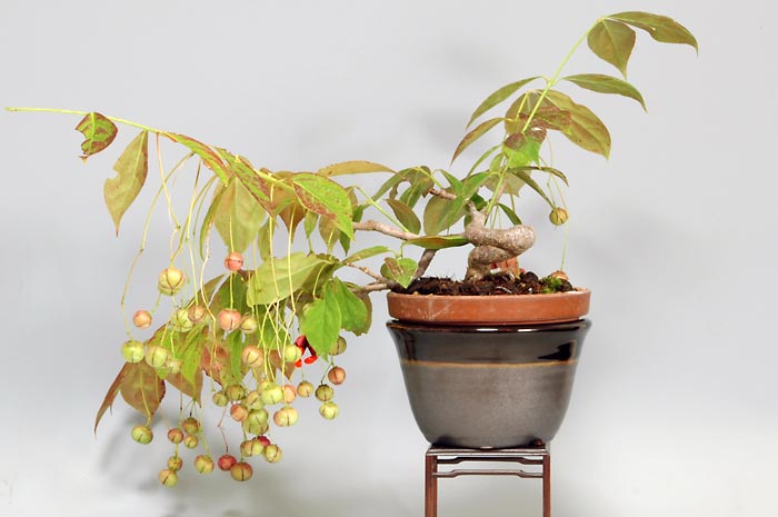 盆栽・ツリバナA（つりばな・吊花）実もの盆栽を裏側から見た景色・Euonymus oxyphyllus bonsai bonsai