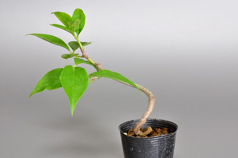 ミニ盆栽・ツリバナ-C1（つりばな・吊花）実もの盆栽を裏側から見た景色・Euonymus oxyphyllus bonsai bonsai