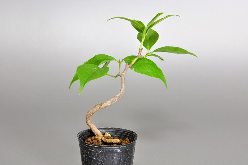 ミニ盆栽・ツリバナ-C1（つりばな・吊花）実もの盆栽を左側から見た景色・Euonymus oxyphyllus bonsai bonsai