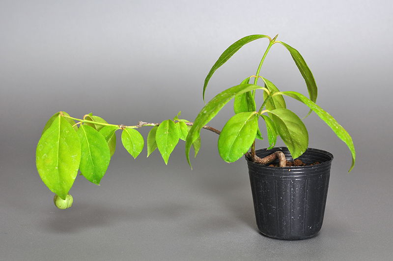 ツリバナ-E1（つりばな・吊花）実もの盆栽の販売と育て方・作り方・Euonymus oxyphyllus bonsai bonsai