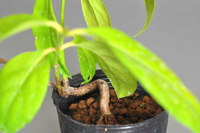 ミニ盆栽・ツリバナ-E1（つりばな・吊花）実もの盆栽を別側から見た景色・Euonymus oxyphyllus bonsai bonsai