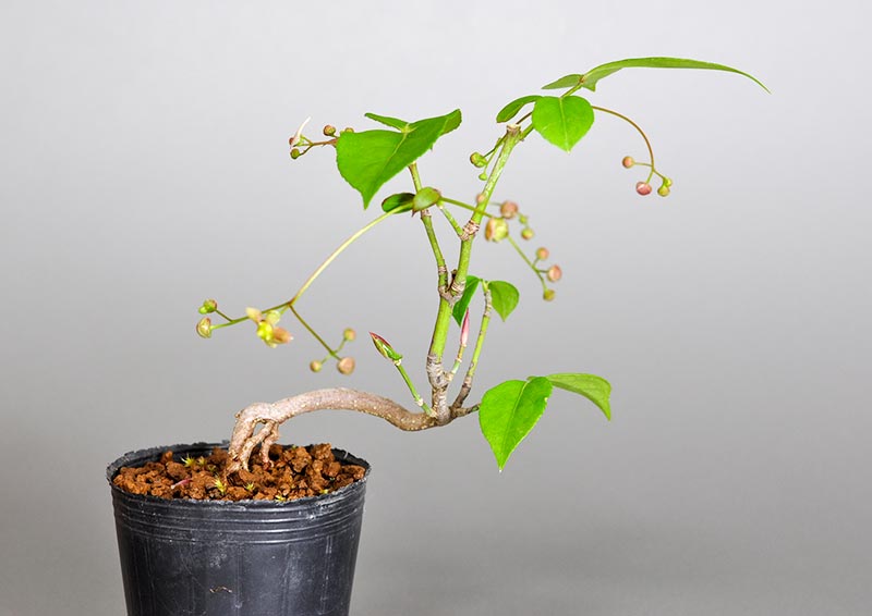 ツリバナ-F1（つりばな・吊花）実もの盆栽の販売と育て方・作り方・Euonymus oxyphyllus bonsai bonsai