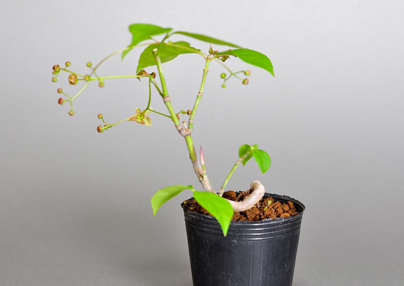 ミニ盆栽・ツリバナ-F1（つりばな・吊花）実もの盆栽を右側から見た景色・Euonymus oxyphyllus bonsai bonsai