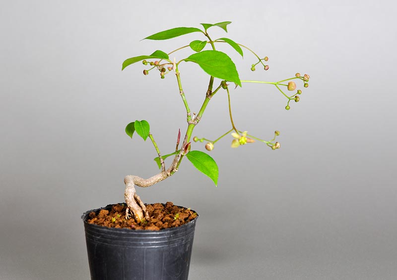 ミニ盆栽・ツリバナ-F1（つりばな・吊花）実もの盆栽を左側から見た景色・Euonymus oxyphyllus bonsai bonsai